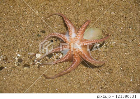 砂浜に打ち上げられたタコの子供 121390531
