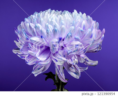 Violet and White Chrysanthemum with Water Droplets on purple background 121390954