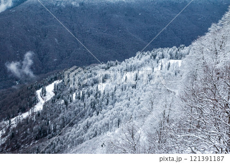 Snowy forest in the mountains 121391187