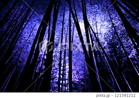 京都・嵐山竹林の小径のライトアップ 121391212