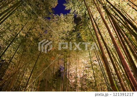 京都・嵐山竹林の小径のライトアップ 京都・嵐山竹林の小径のライトアップ 121391217