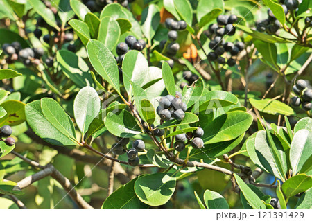 黒いシャリンバイの実(秋、十一月) 黒いシャリンバイの実(秋、十一月) 121391429