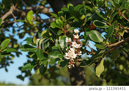 季節外れのシャリンバイの花(秋、十一月) 季節外れのシャリンバイの花(秋、十一月) 121391431