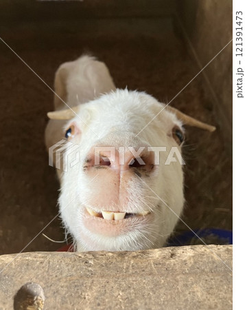 かわいいヤギ かわいいヤギ 121391473