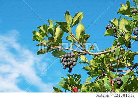 黒いシャリンバイの実(秋、十一月) 黒いシャリンバイの実(秋、十一月) 121391513