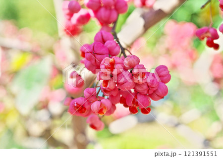 ピンクのマユミの実（秋、十一月） 121391551