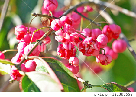ピンクのマユミの実（秋、十一月） 121391558
