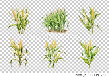 Corn Stalks Watercolor Collection Bundle Set Isolated on a Transparent Background 121391765