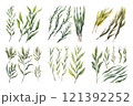 Seaweed Collection Watercolor Collection Bundle Set Isolated on a Transparent Background 121392252