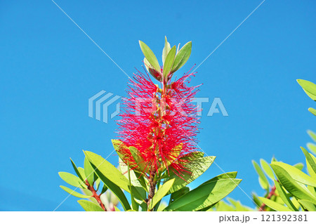 赤いブラシノキの花（秋、十一月） 121392381