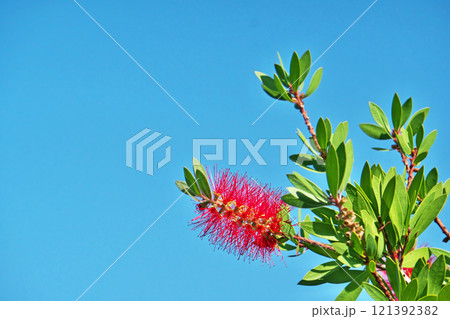 赤いブラシノキの花（秋、十一月） 121392382