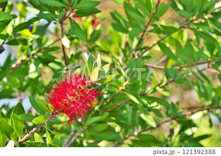 赤いブラシノキの花（秋、十一月） 121392388