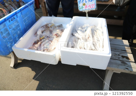 厚田港の朝市 魚 厚田港の朝市 魚 121392550