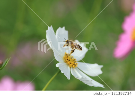 秋桜 秋桜 121392734