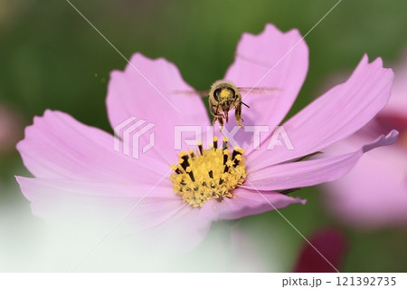 秋桜 121392735