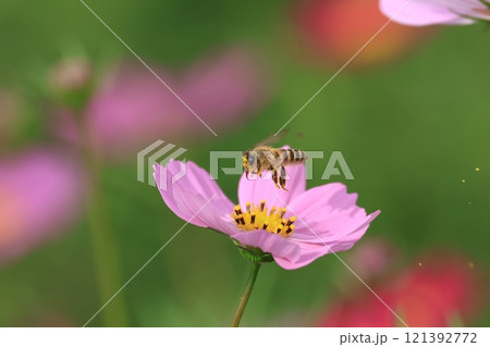 秋桜 121392772