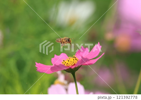 秋桜 秋桜 121392778
