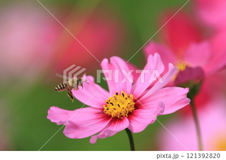 秋桜 121392820