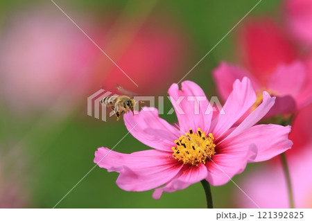 秋桜 秋桜 121392825
