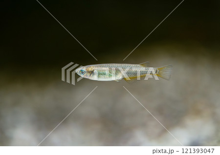 水槽で泳ぐメダカ 121393047
