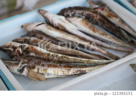 厚田港の朝市 魚 厚田港の朝市 魚 121393151