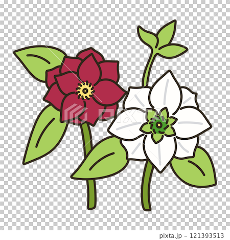 聖誕節玫瑰 聖誕節玫瑰 121393513