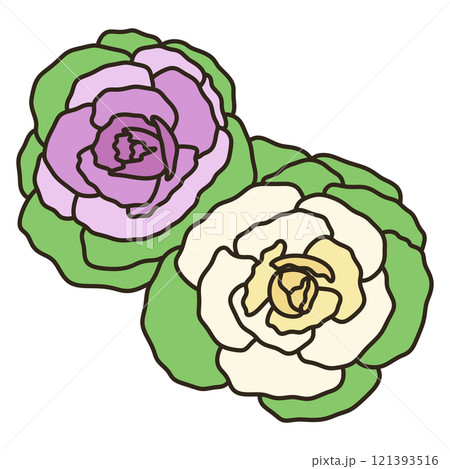 ハボタン ハボタン 121393516