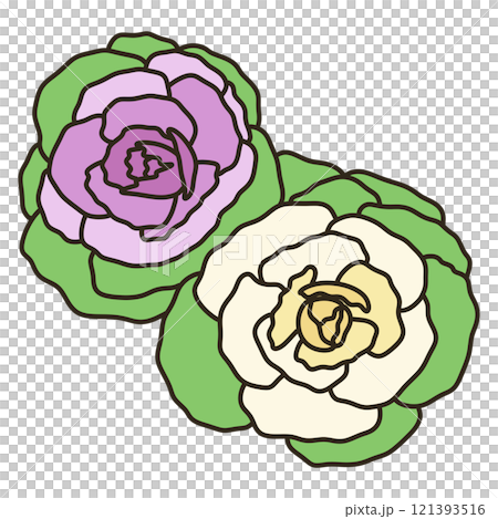 ハボタン ハボタン 121393516