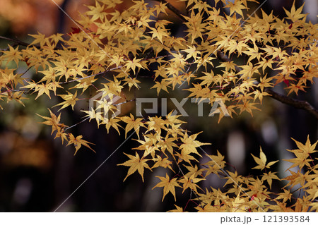 黄葉するイロハカエデ 黄葉するイロハカエデ 121393584
