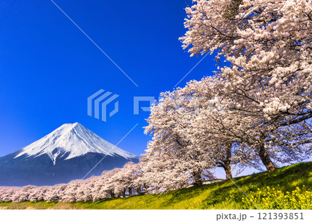 白石の一目千本桜と富士山合成 121393851