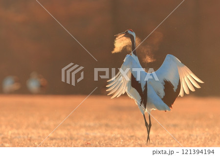 朝焼けの中、高らかに鳴くタンチョウ 121394194