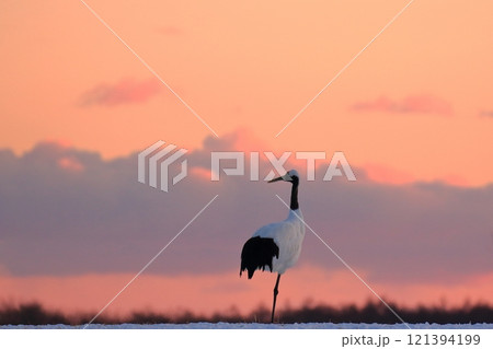 夕暮れにたたずむタンチョウ 夕暮れにたたずむタンチョウ 121394199