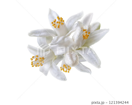 White citrus blossom bunch closeup isolated on white 121394244