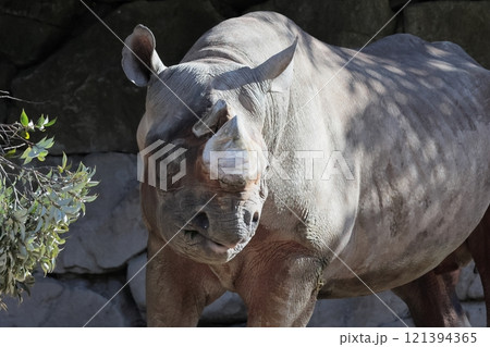 ヒガシクロサイ 121394365