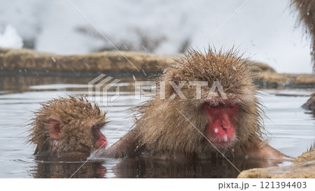 スノーモンキー(地獄谷野猿公苑) スノーモンキー(地獄谷野猿公苑) 121394403