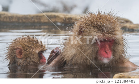 スノーモンキー（地獄谷野猿公苑） 121394405