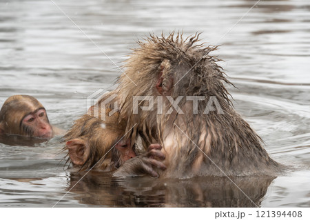 スノーモンキー(地獄谷野猿公苑) スノーモンキー(地獄谷野猿公苑) 121394408