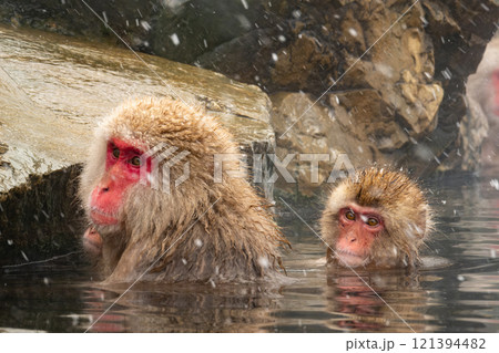 スノーモンキー（地獄谷野猿公苑） 121394482