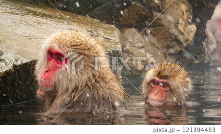 スノーモンキー（地獄谷野猿公苑） 121394483