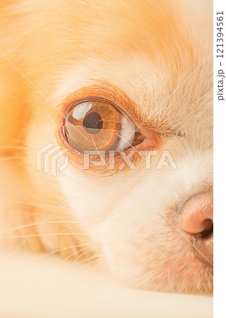 Close-up photo of a white and red Chihuahua dog. Pet dog on a beige background. 121394561