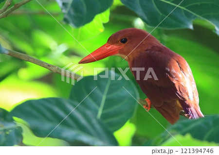 枝の上にたたずむリュウキュウアカショウビン 枝の上にたたずむリュウキュウアカショウビン 121394746