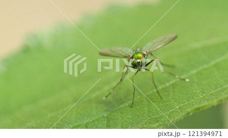Macro Shot of Long-Legged Fly Resting on Leaf - Suitable for entomological studies, insect photography enthusiasts, and educational use in biodiversity awareness. Macro Shot of Long-Legged Fly Resting on Leaf - Suitable for entomological studies, insect photography enthusiasts, and educational use in biodiversity awareness. 121394971