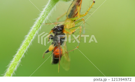 Macro Shot of a Spider Preying on a Bee - Displays predation behavior, highlighting intricate ecological interactions. Suitable for educational and research purposes. Macro Shot of a Spider Preying on a Bee - Displays predation behavior, highlighting intricate ecological interactions. Suitable for educational and research purposes. 121394972
