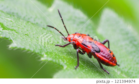 This close-up image captures a vibrant red insect resting on a fresh green leaf. The bright colors contrast beautifully, highlighting the intricate details of the insect's body and the delicate 121394974