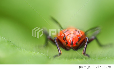 Front-Facing Macro Shot of a Red Insect with Black Markings, Captured on a Leaf with a Soft, Green Blurred Background Front-Facing Macro Shot of a Red Insect with Black Markings, Captured on a Leaf with a Soft, Green Blurred Background 121394976