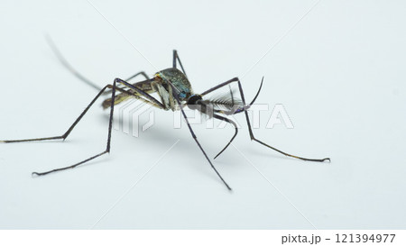 Close-Up Macro Shot of a Toxorhynchites Mosquito with Detailed Antennae and Wings, Set Against a Plain White Background 121394977
