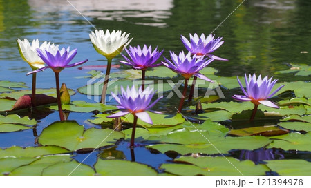 A serene pond scene featuring vibrant purple and white water lilies blooming above green lily pads, with a reflective water surface under natural daylight. A serene pond scene featuring vibrant purple and white water lilies blooming above green lily pads, with a reflective water surface under natural daylight. 121394978