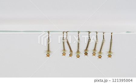 Mosquito Larvae Resting Below Water Surface. A symmetrical row of mosquito larvae hanging upside down beneath the water's surface, captured against a clean white background for detailed observation. 121395004