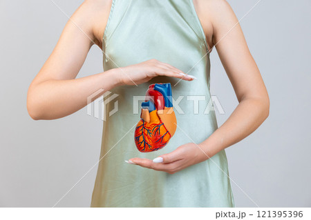 Cardiovascular disease CVD, doctor with heart human model anatomy for treatment patient in hospital. 121395396