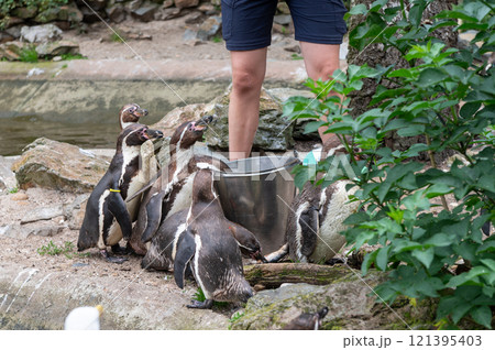 Penguin Awareness Day Group of penguins near water with caretaker in outdoor enclosure 121395403